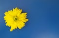 Yellow florist daisy over blue background with copy space. Beautiful blossom.